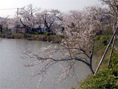  北条大池の桜まつり 